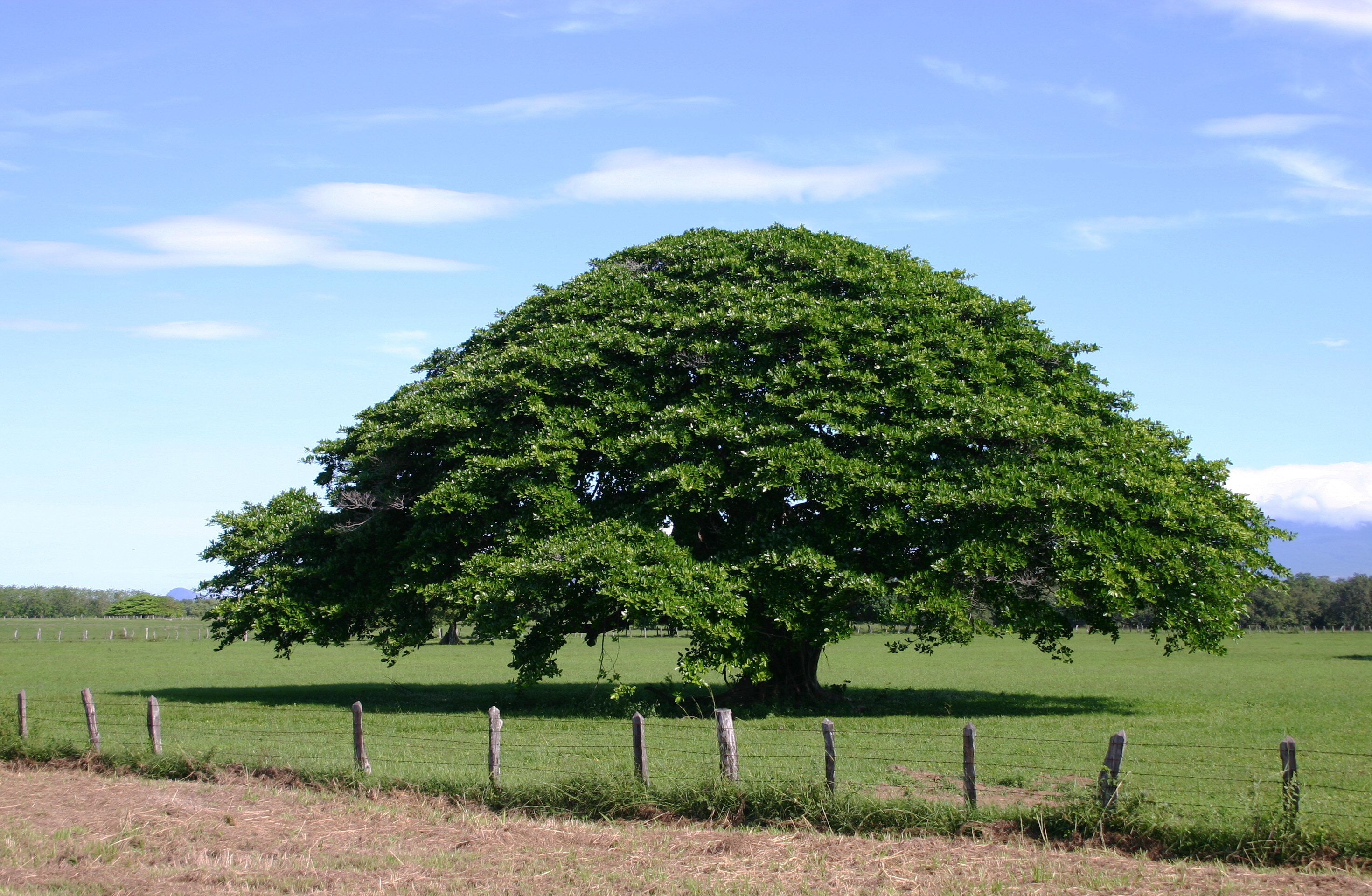 Árbol de Guanacaste