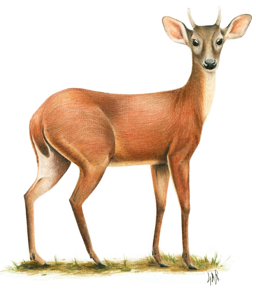 Venado Cola Blanca